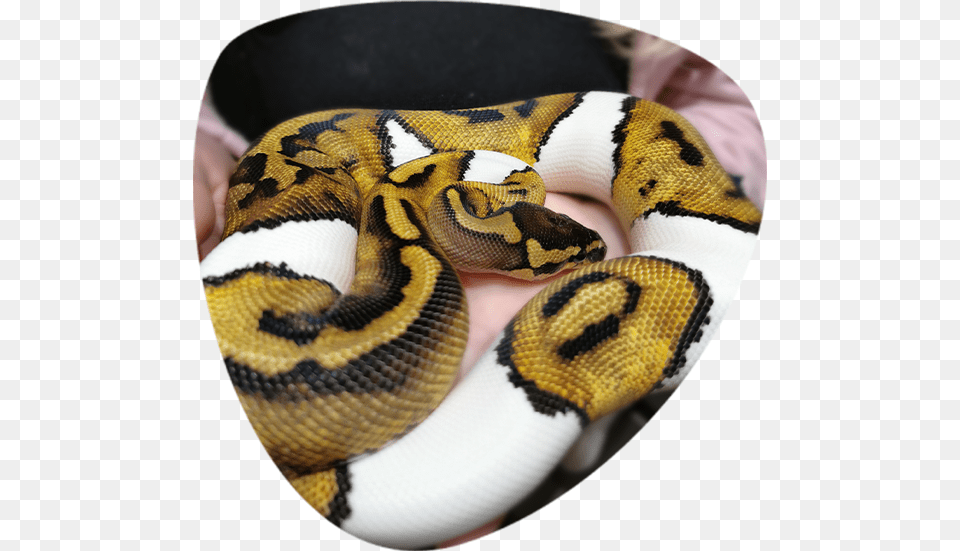 Burmese Python, Animal, Reptile, Snake Free Png