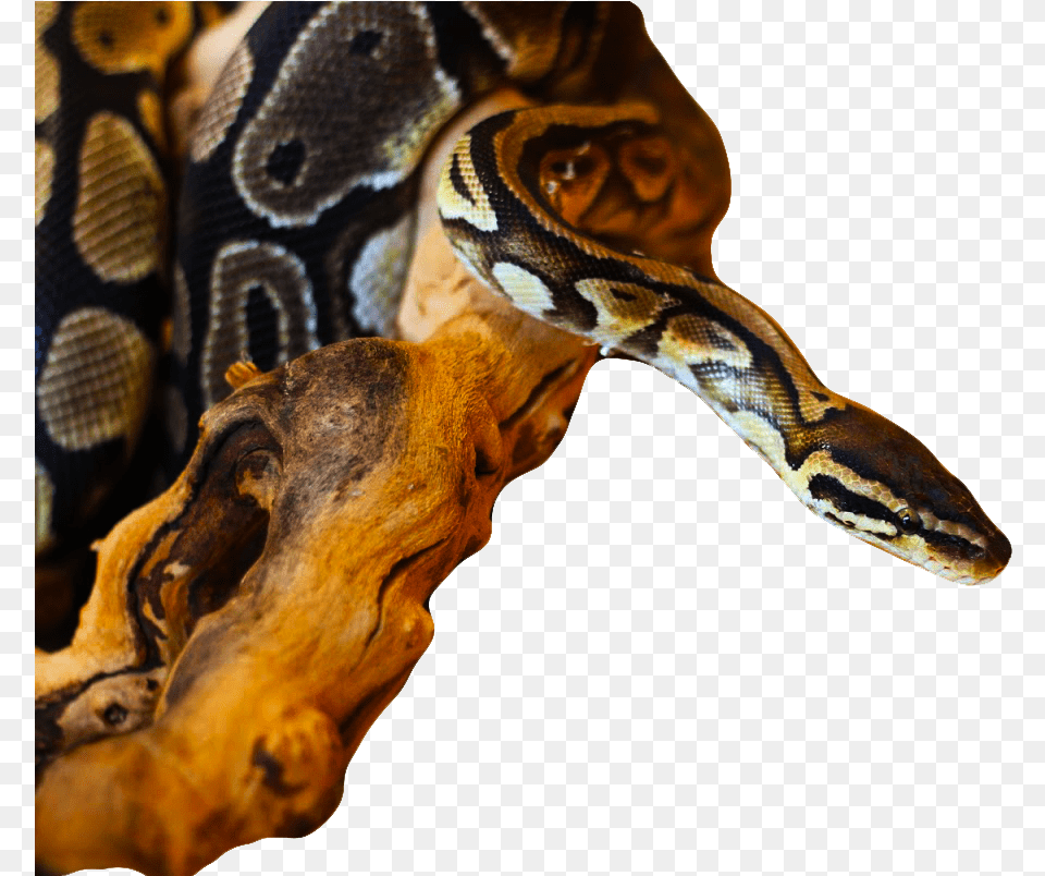 Burmese Python, Animal, Reptile, Snake, Rock Python Free Png