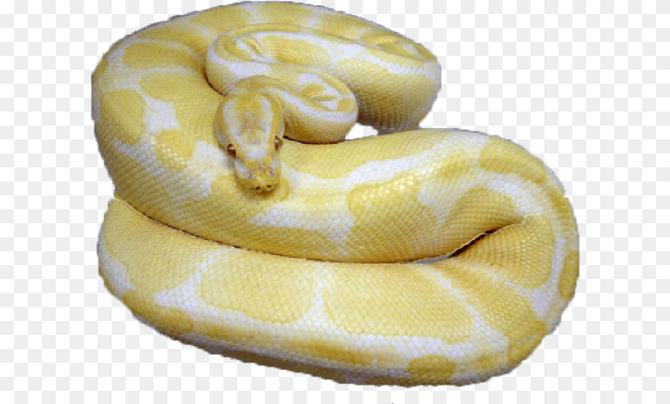 Burmese Python, Animal, Reptile, Snake Free Png Download