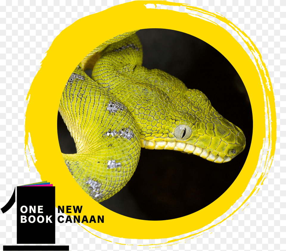 Burmese Python, Animal, Reptile, Snake, Green Snake Png Image