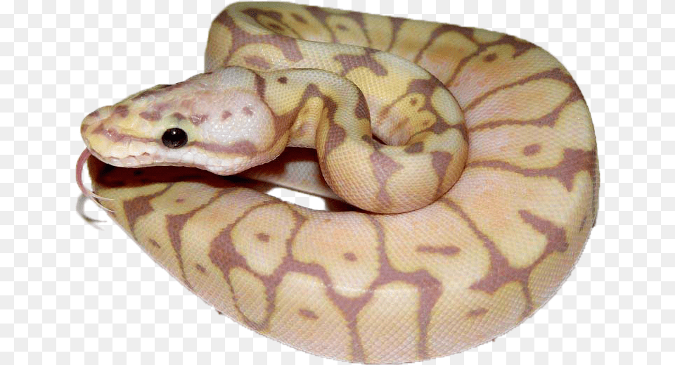 Burmese Python, Animal, Reptile, Snake, Rock Python Png