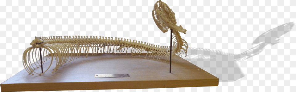 Burmese Python Skeleton, Animal, Dinosaur, Reptile Free Transparent Png