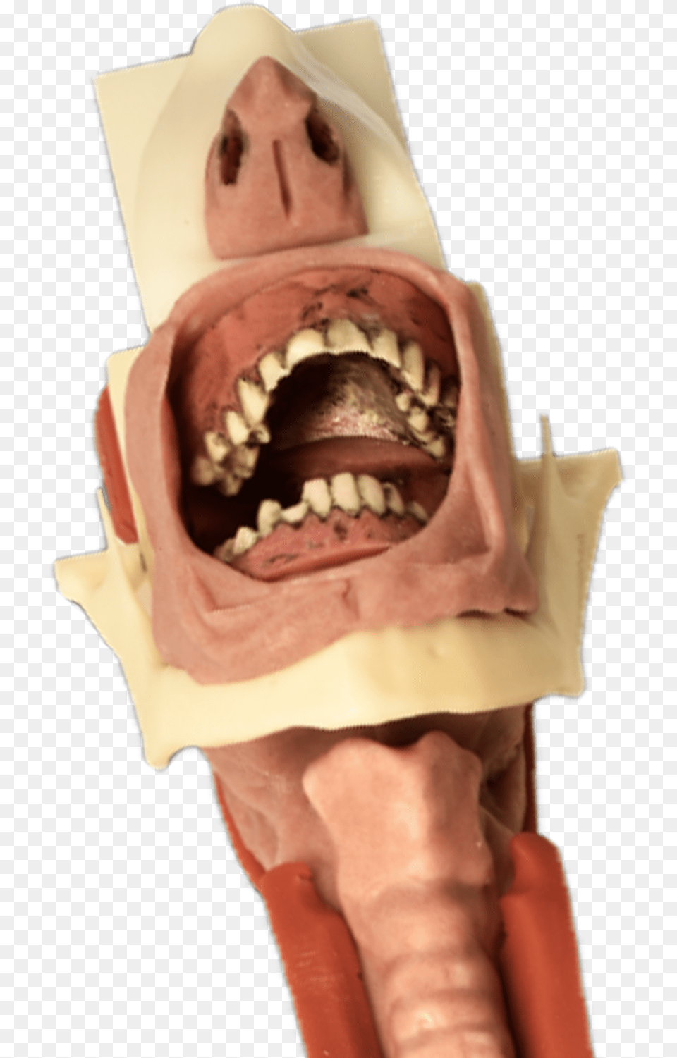 Burn Tongue Carcharhiniformes, Body Part, Mouth, Person, Teeth Png