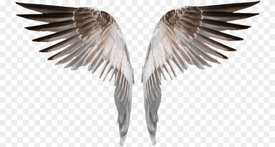 Burned Angel Wings Deviant, Animal, Bird, Flying, Seagull Png