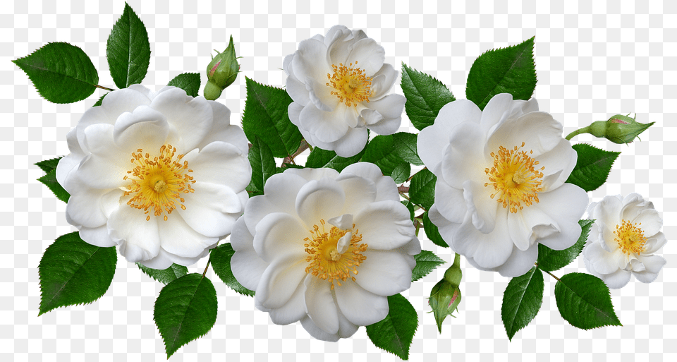 Burnet Rose, Anemone, Flower, Petal, Plant Free Transparent Png