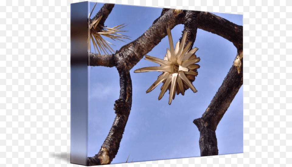 Burnt Joshua Tree In Mojave Desert By Eternalflameserenity Flower, Plant, Wood, Art, Collage Free Png Download