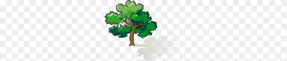 Burr Oak Tree Clipart, Sycamore, Plant, Vegetation, Green Png