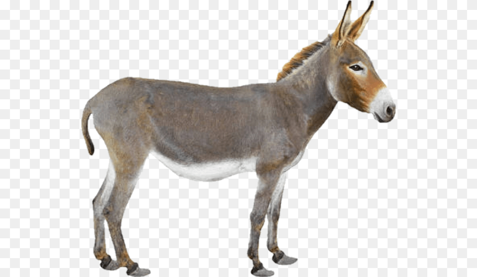 Burro Donkey Dumb Scdonkey Pizza Delivery On Donkey, Animal, Mammal, Antelope, Wildlife Free Png Download