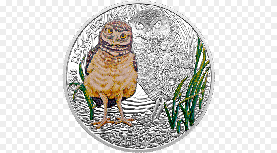 Burrowing Owl Coin, Animal, Bird, Money Png Image