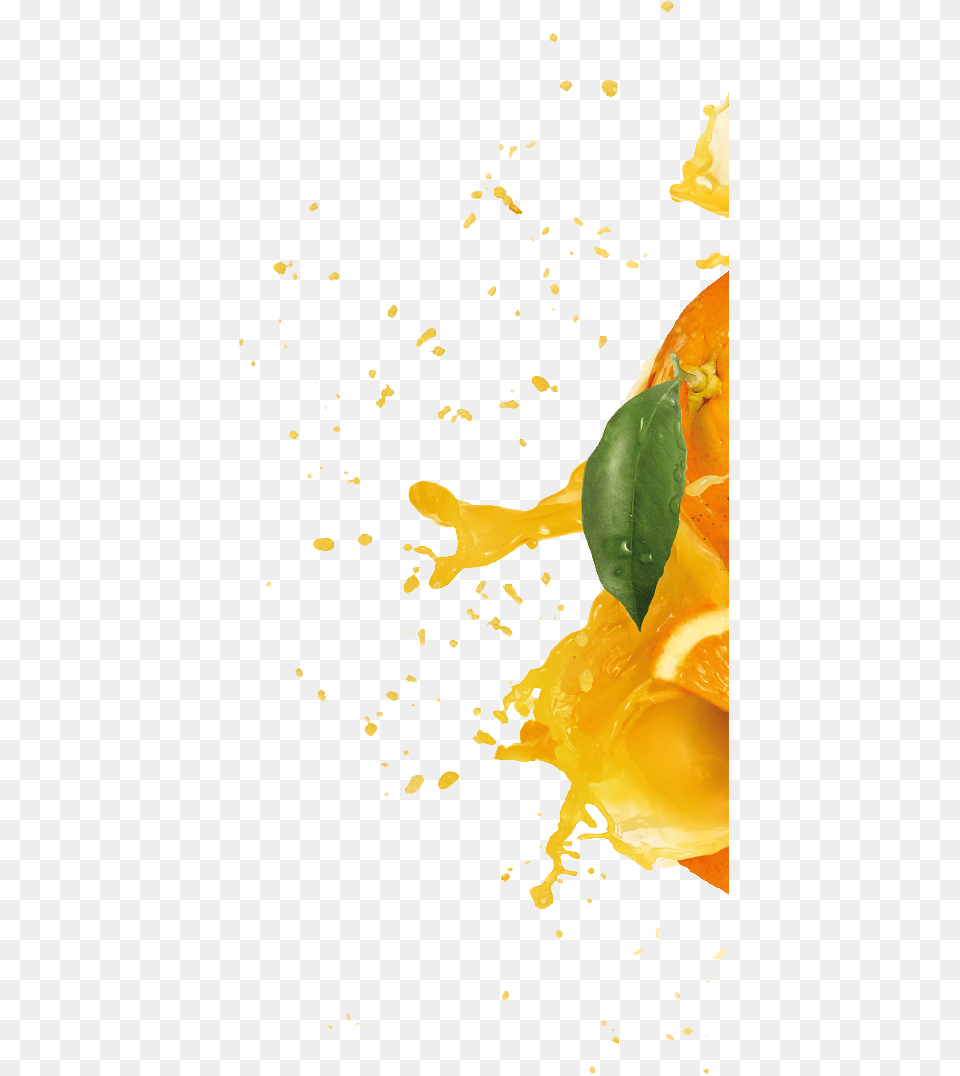 Burst, Beverage, Juice, Leaf, Plant Png