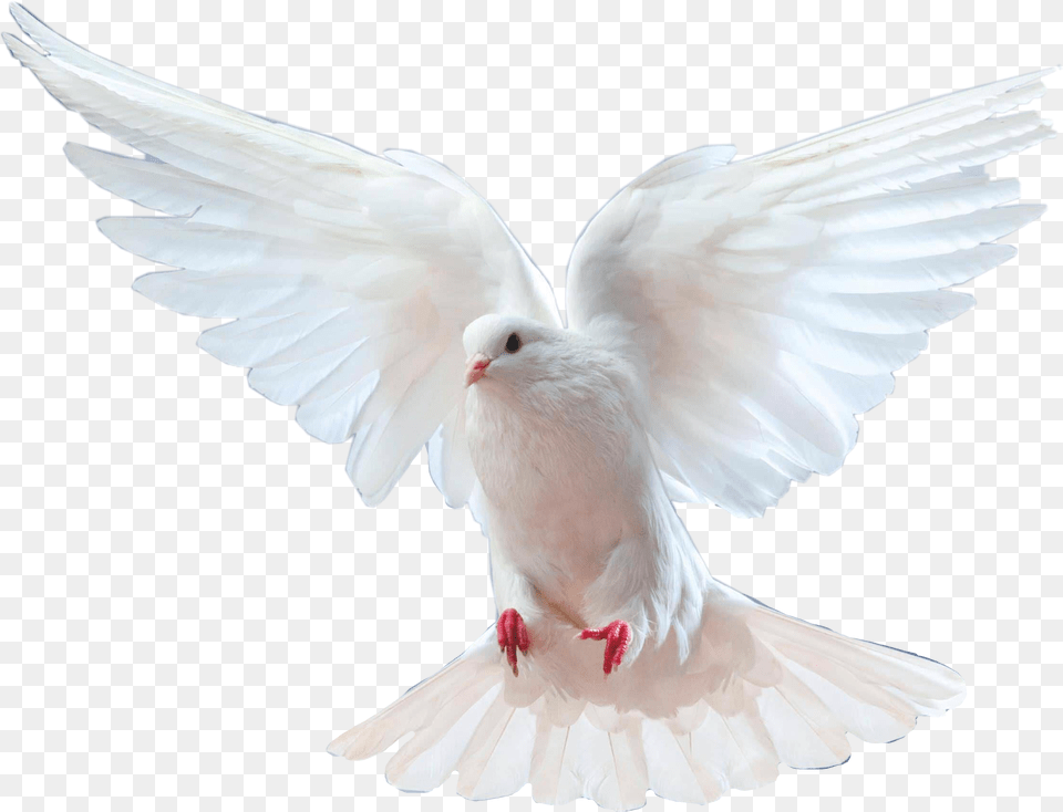 Burung Dara Putih, Animal, Bird, Dove, Pigeon Free Png