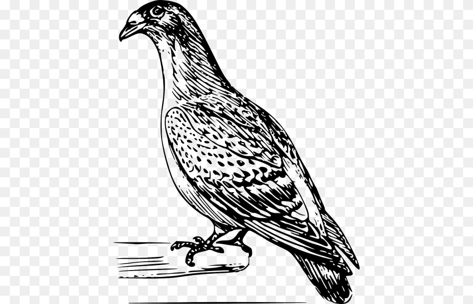 Burung Dara Vector, Animal, Bird Png