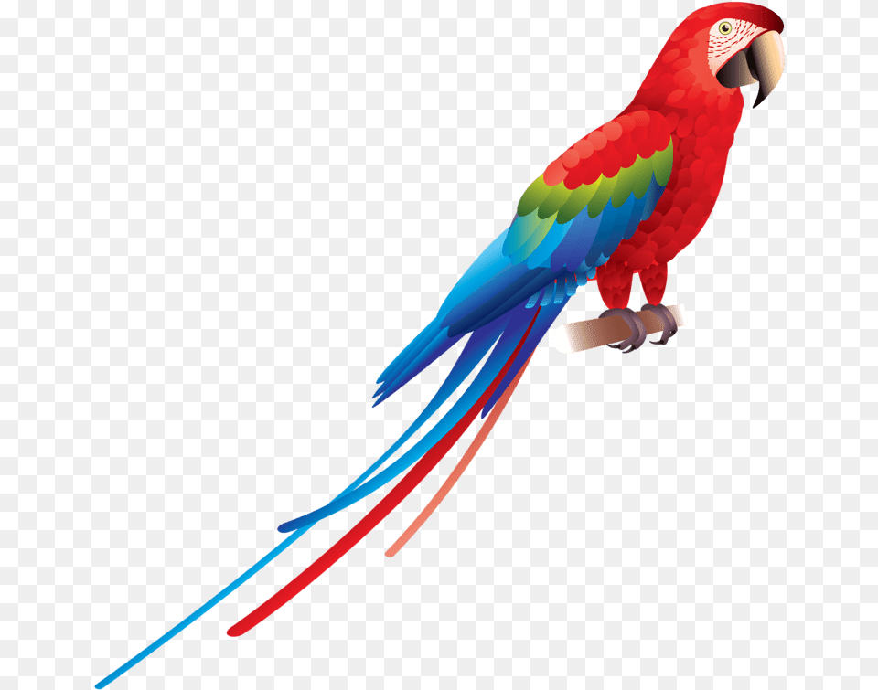 Burung Kakak Tua, Animal, Bird, Macaw, Parrot Png Image