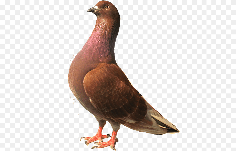 Burung Merpati, Animal, Bird, Pigeon, Dove Free Png Download