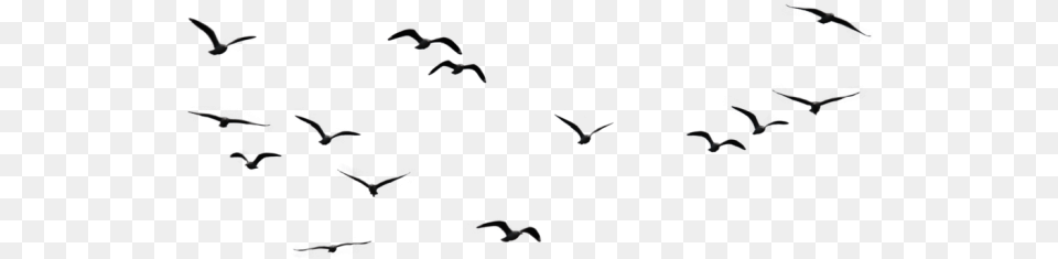 Burung Terbang Vector Clipart Psd Birds In Sky, Animal, Bird, Flying, Flock Png Image