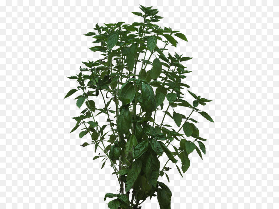 Bush Herbal, Herbs, Leaf, Plant Png