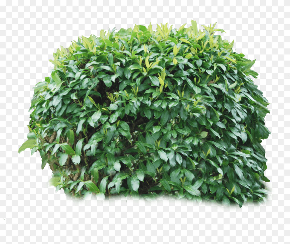 Bush, Plant, Potted Plant, Vegetation, Leaf Png