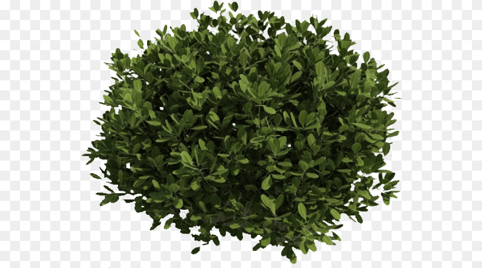 Bush, Plant, Vegetation, Tree, Leaf Free Png Download