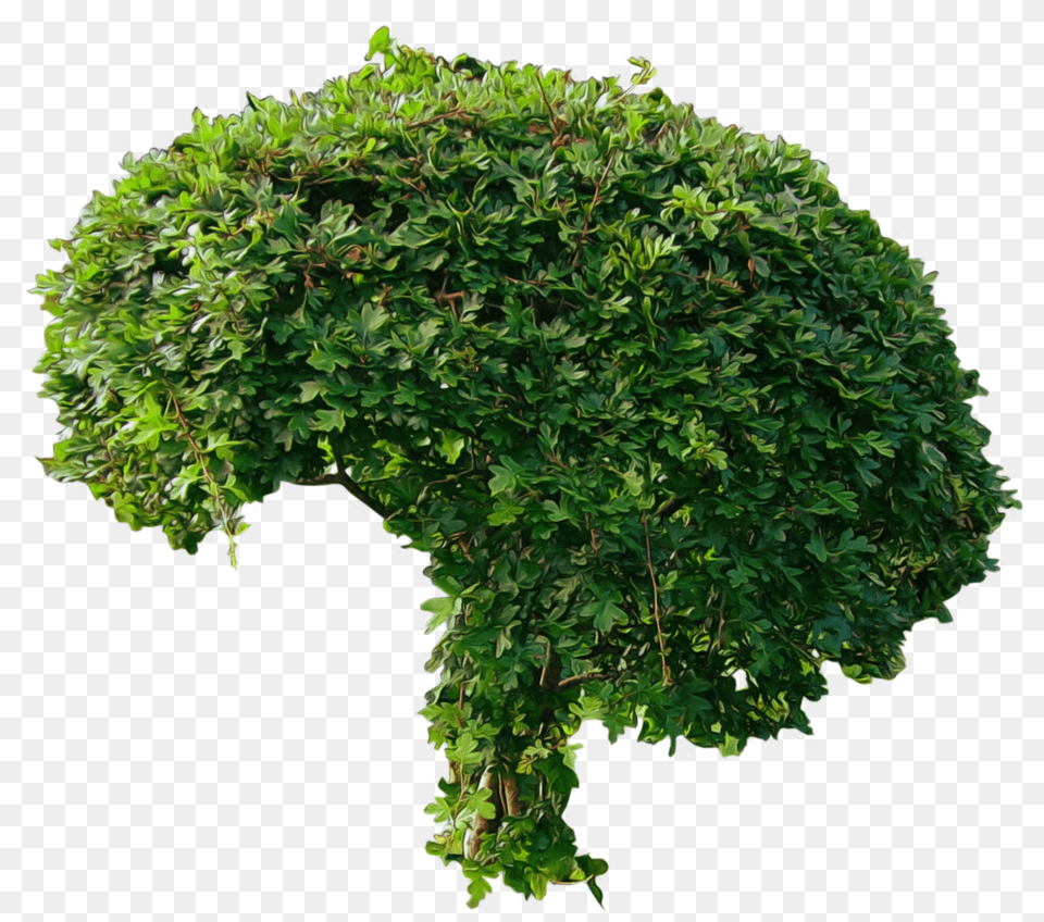 Bush, Plant, Potted Plant, Tree, Vegetation Free Transparent Png