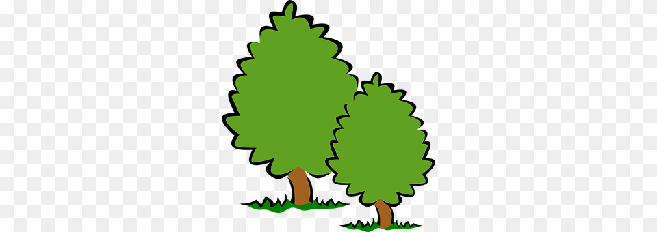 Bush Conifer, Green, Leaf, Plant Png