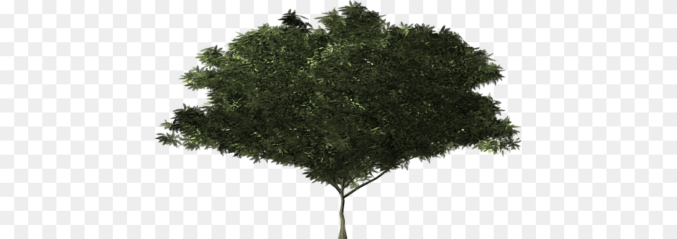 Bush Oak, Plant, Sycamore, Tree Free Transparent Png