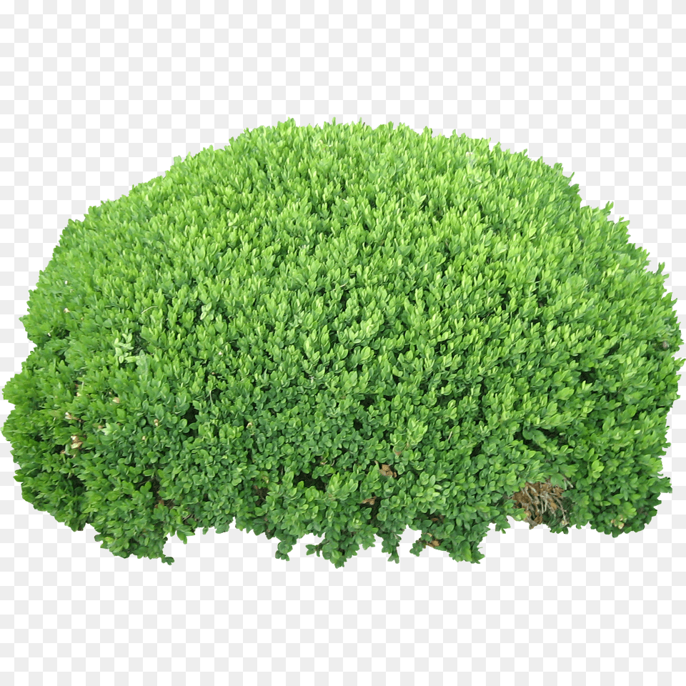Bush, Plant, Vegetation, Moss, Tree Free Png Download