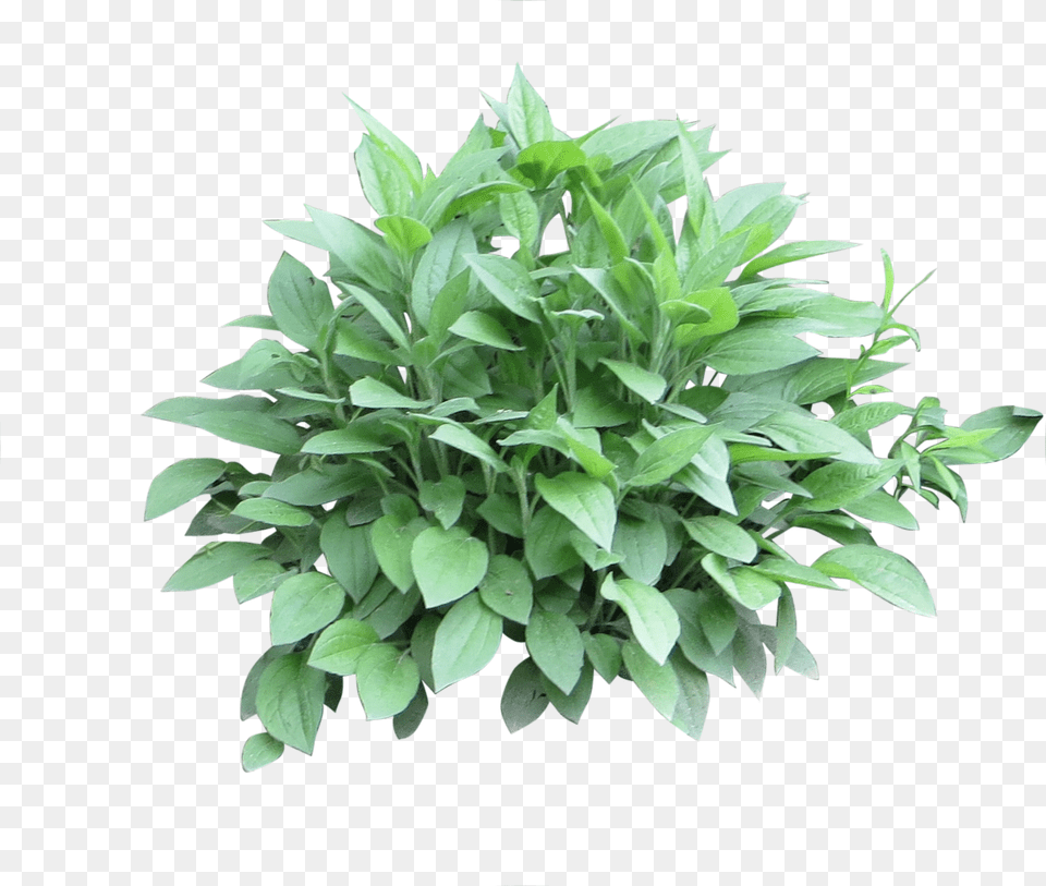 Bush, Herbal, Herbs, Leaf, Plant Free Transparent Png
