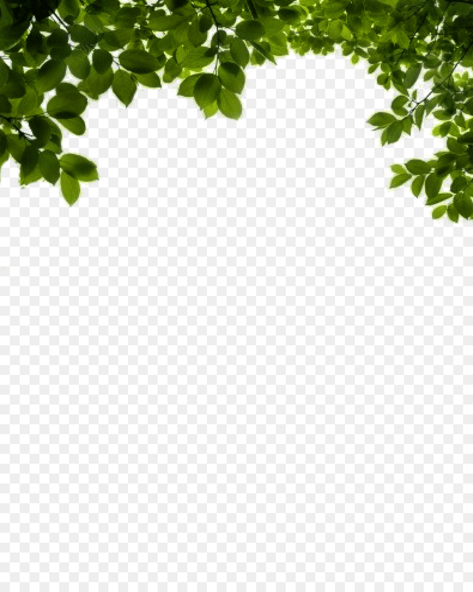 Bush, Green, Vegetation, Leaf, Tree Png