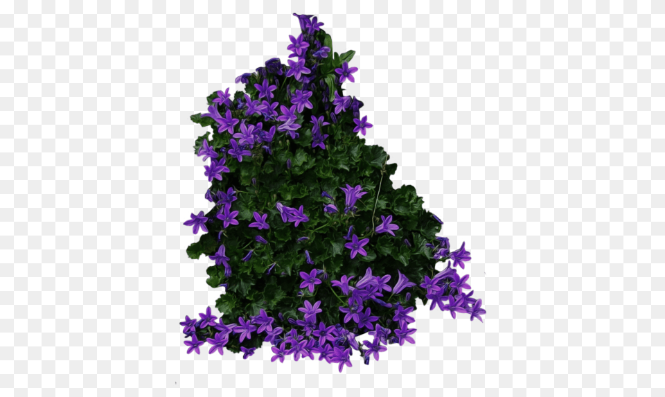 Bush, Flower, Geranium, Plant, Purple Free Transparent Png
