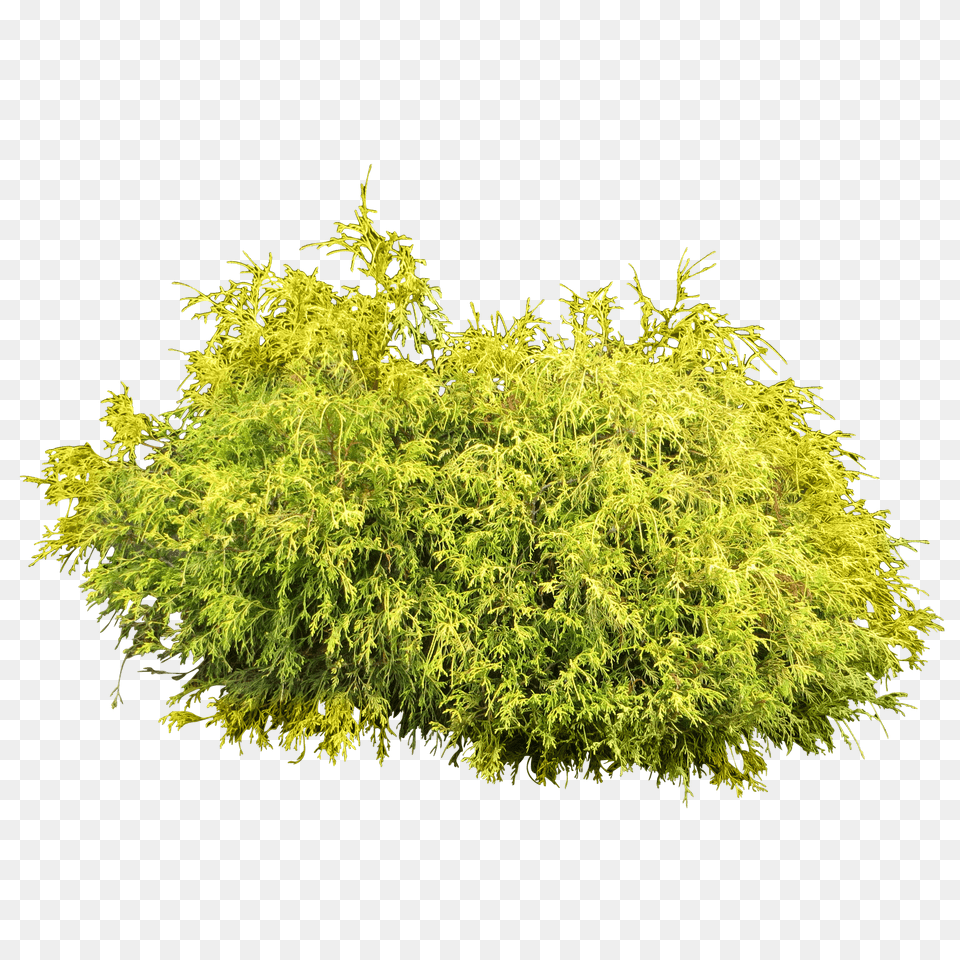 Bush Free Transparent Png