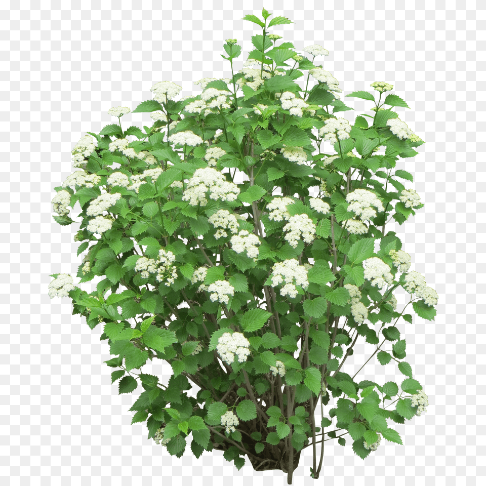 Bush Free Transparent Png