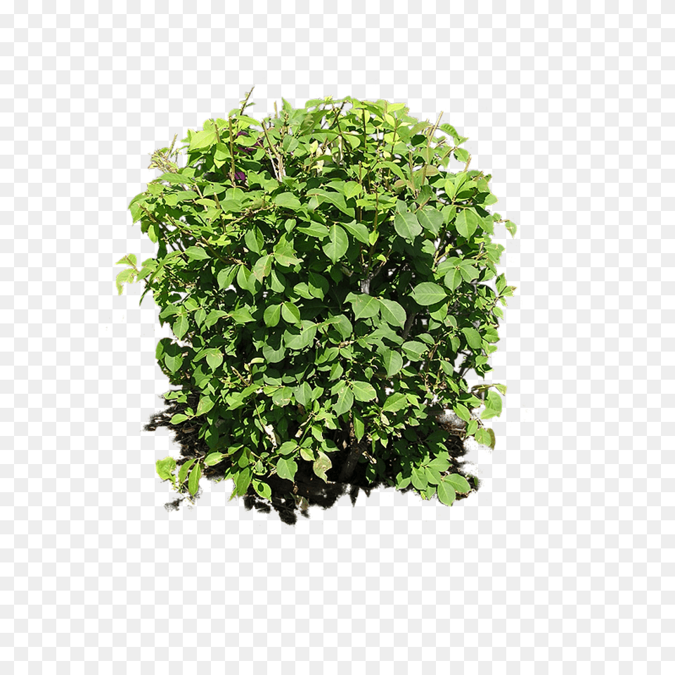 Bush, Plant, Herbal, Herbs, Vegetation Free Png Download