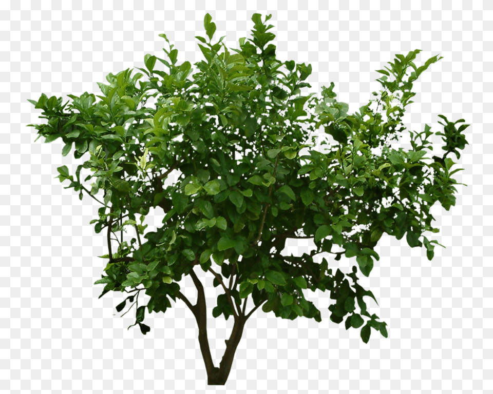 Bush, Leaf, Plant, Potted Plant, Tree Free Transparent Png