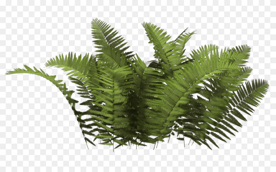 Bush, Fern, Plant Free Png