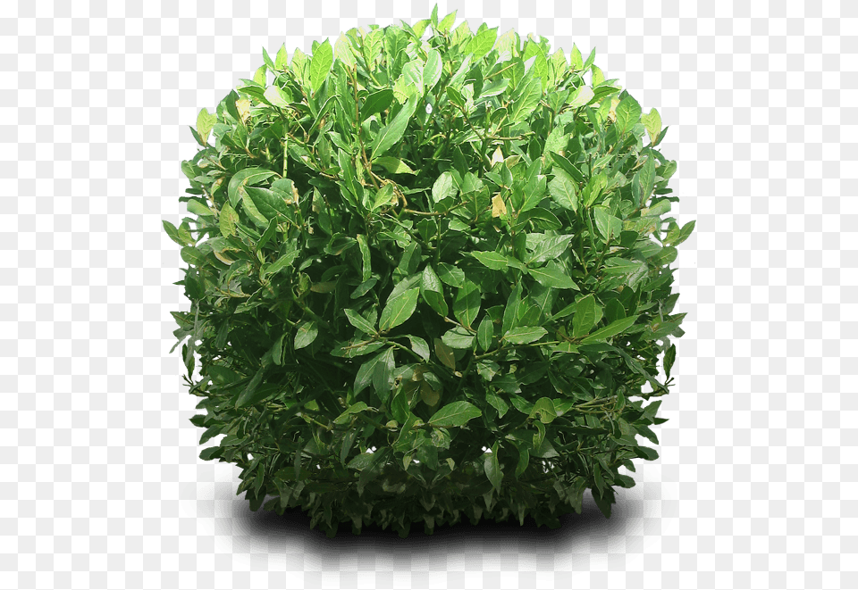 Bush, Herbal, Herbs, Leaf, Plant Free Png Download