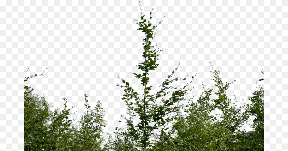 Bush, Grass, Tree, Plant, Vegetation Png