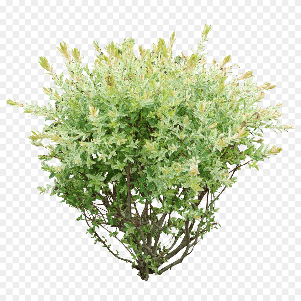 Bush Free Transparent Png