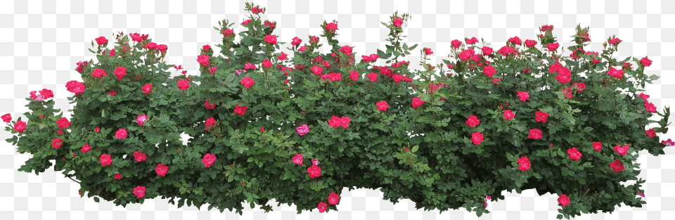 Bush, Flower, Geranium, Plant, Vegetation Free Png Download