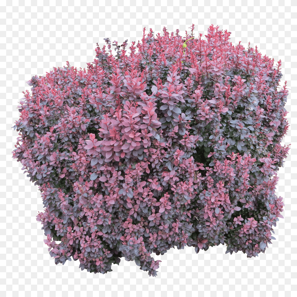 Bush Free Transparent Png