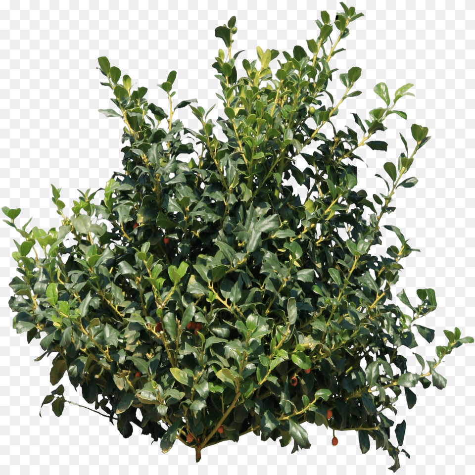 Bush, Leaf, Plant, Tree, Vegetation Png