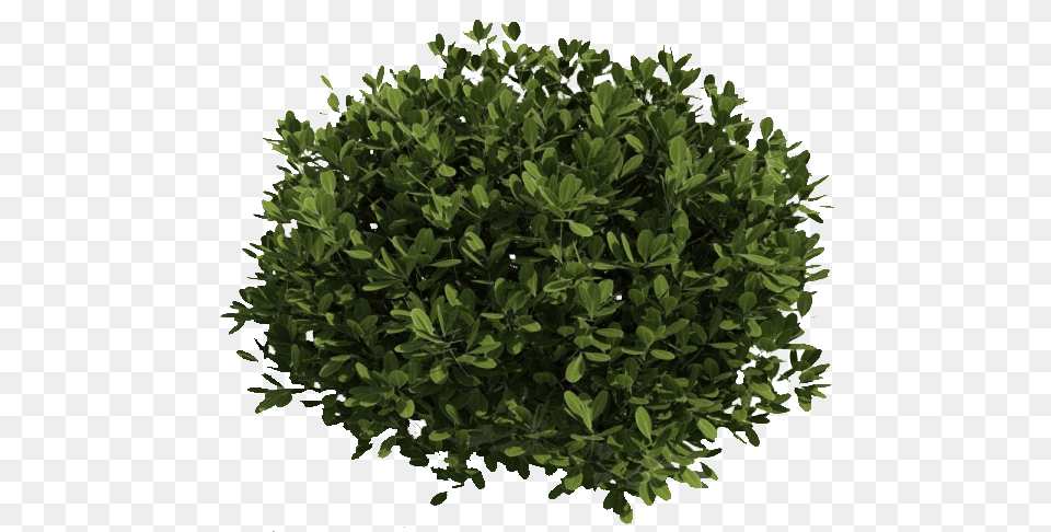 Bush, Plant, Vegetation, Leaf, Tree Png