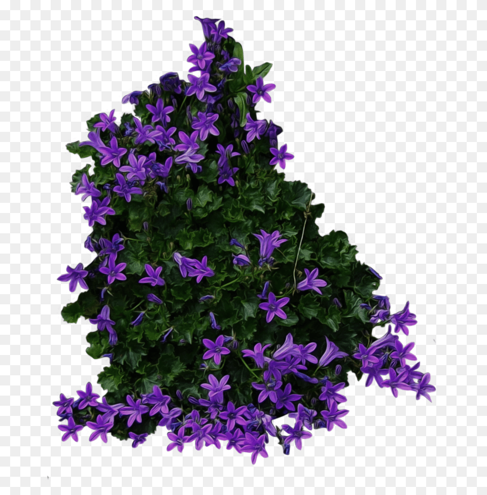 Bush, Flower, Geranium, Plant, Purple Png