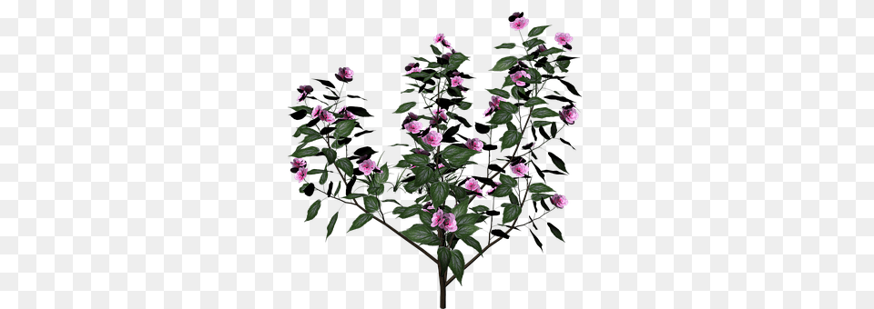 Bush Acanthaceae, Flower, Plant, Flower Arrangement Free Png