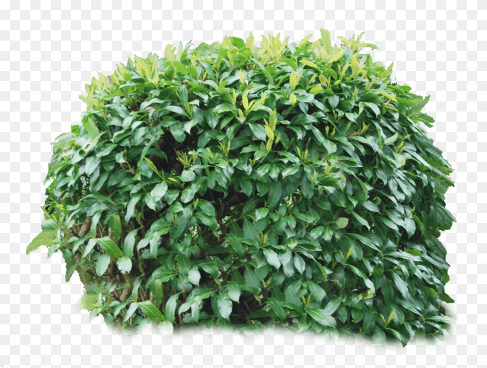 Bush, Plant, Vegetation, Leaf, Fence Free Transparent Png