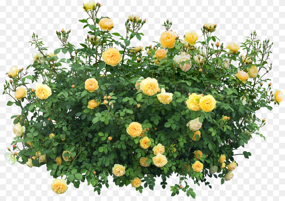 Bush, Flower, Plant, Rose, Flower Arrangement Png Image