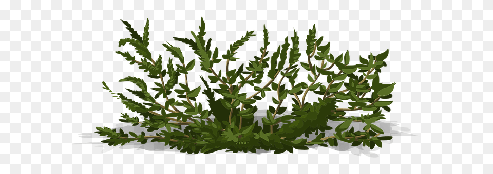 Bush Conifer, Grass, Green, Moss Free Transparent Png