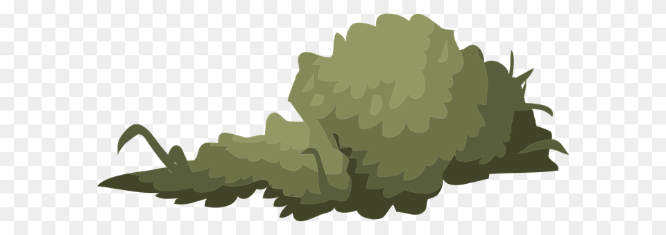 Bush Png Image