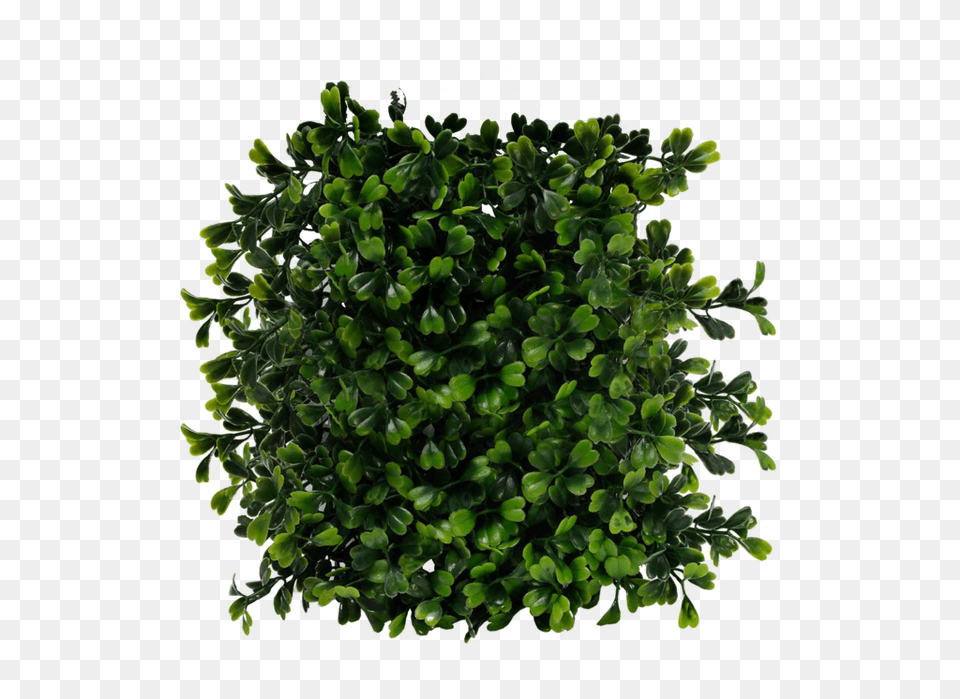 Bush, Leaf, Plant, Potted Plant, Vegetation Png