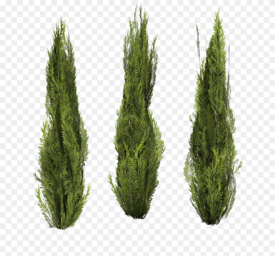 Bush, Conifer, Fir, Pine, Plant Free Png