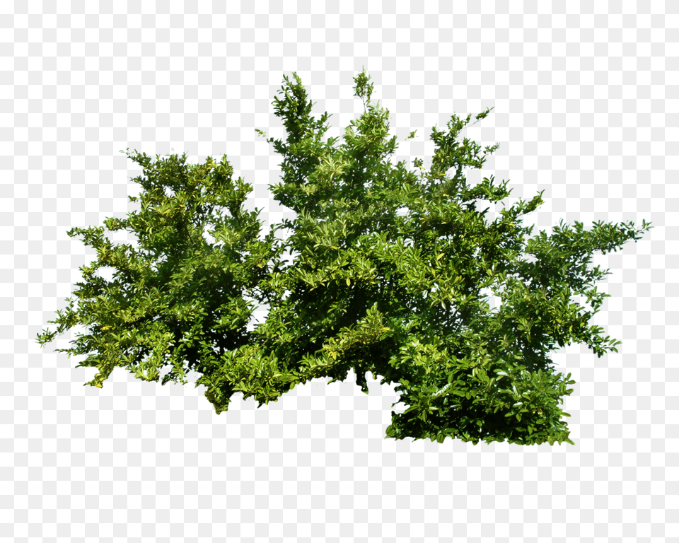 Bush, Conifer, Plant, Tree, Leaf Png